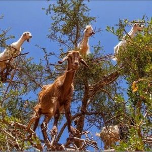 Meet your Posher, Federico